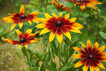 Rudbekia ,Rudbeckia L.,Rudbekia owłosiona ,Rudbeckia hirtakwiat © Marcin Łazarczyk