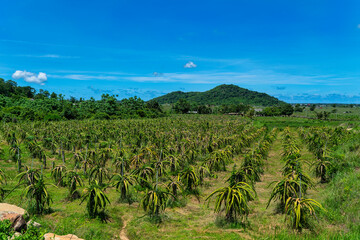 Fototapeta premium Vuon Thanh Long (Fields growing Dragon fruit trees) in Binh Thuan, Vietnam