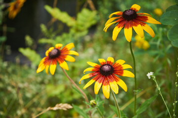 Rudbekia ,Rudbeckia L.,Rudbekia owłosiona ,Rudbeckia hirtakwiat © Marcin Łazarczyk