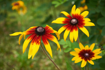 Rudbekia ,Rudbeckia L.,Rudbekia owłosiona ,Rudbeckia hirtakwiat © Marcin Łazarczyk