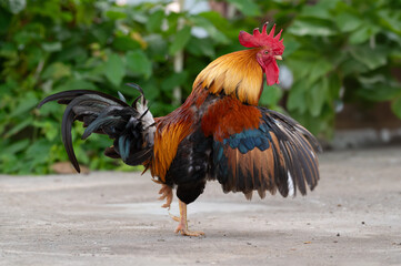 Rooster is standing on the floor and moving the wing.Selective focus.
