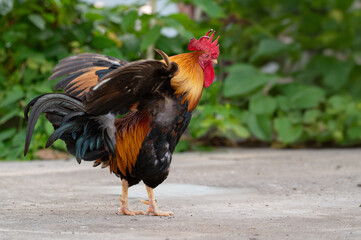 Rooster is standing on the floor and moving the wing.Selective focus.