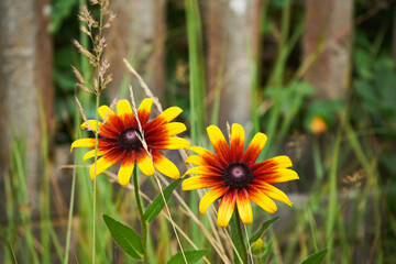 Rudbekia ,Rudbeckia L.,Rudbekia owłosiona ,Rudbeckia hirtakwiat © Marcin Łazarczyk