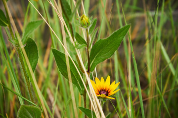Rudbekia ,Rudbeckia L.,Rudbekia owłosiona ,Rudbeckia hirtakwiat © Marcin Łazarczyk