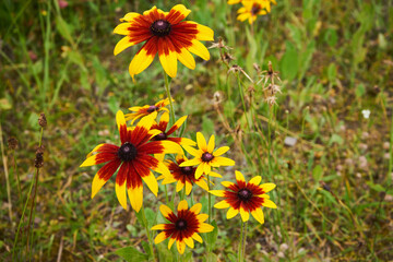 Rudbekia ,Rudbeckia L.,Rudbekia owłosiona ,Rudbeckia hirtakwiat