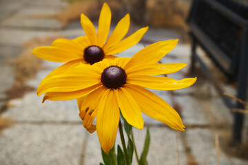  Rudbekia błyskotliwa  © Marcin Łazarczyk