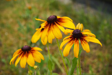 Rudbekia owłosiona, Rudbeckia hirtakwiat © Marcin Łazarczyk