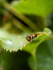 bee on a yellow flower