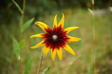 Rudbekia owłosiona, Rudbeckia hirtakwiat © Marcin Łazarczyk