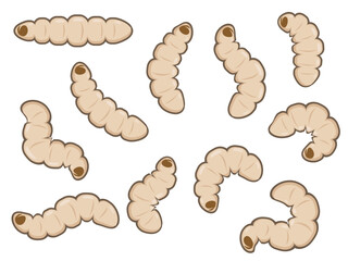 Hand drawn black soldier fly maggots worms illustration