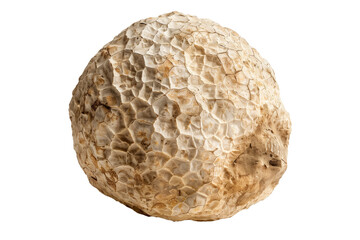 Naklejka premium Fresh white alba truffles isolated on white background, great for culinary and gourmet themes.