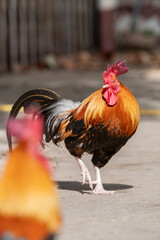 Rooster is standing on the floor.Selective focus.