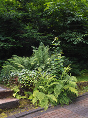 Farne im Waldpark mit Stufen