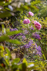 Gartenpflanzen mit Pfingstrosen (bot. Peonia) und Blauregen (bot.  Wisteria)