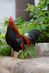 Rooster is standing on the floor.Selective focus.