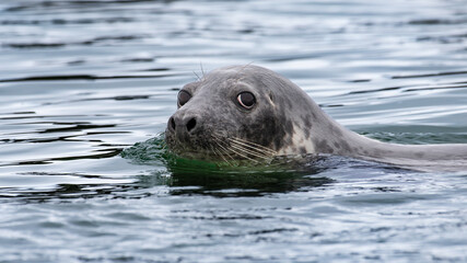 Curious male grey seal swims in the Atlantic Ocean.