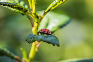 A ladybug sits on a green leaf in a natural setting, blending in with its surroundings