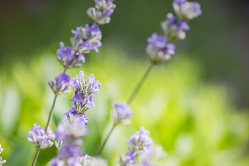 Obraz premium A detailed view of lavender flowers against a blurred green background, showcasing beauty in nature