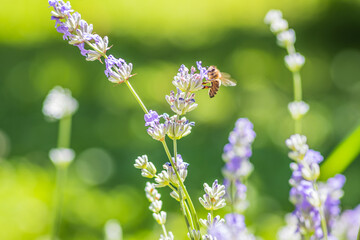 Stock photo of a bee on a lavender flower in nature reflecting biodiversity and environment beauty