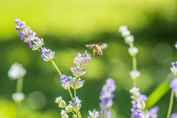 Stock photo of a bee on a lavender flower in nature reflecting biodiversity and environment beauty