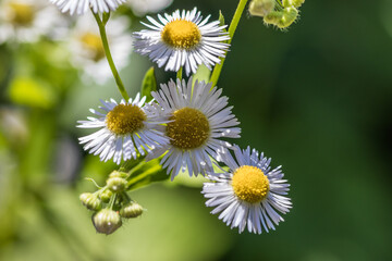 Closeup view of blooming white daisies with a soft focus on the green background