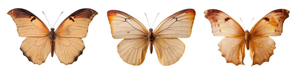 Fototapeta premium Real Pressed butterfly animal insect png cut out element set