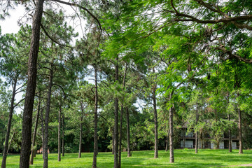A breathtaking forest environment filled with vibrant green plants and dense foliage creates a serene and tranquil atmosphere. Sunlight filters through the leafy canopy