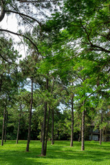 A breathtaking forest environment filled with vibrant green plants and dense foliage creates a serene and tranquil atmosphere. Sunlight filters through the leafy canopy