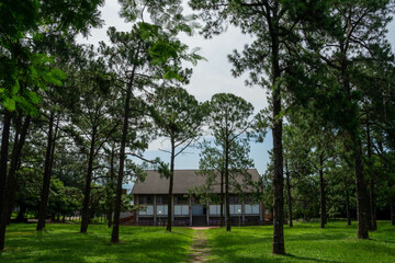 A breathtaking forest environment filled with vibrant green plants and dense foliage creates a serene and tranquil atmosphere. Sunlight filters through the leafy canopy