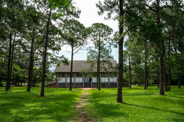 A breathtaking forest environment filled with vibrant green plants and dense foliage creates a serene and tranquil atmosphere. Sunlight filters through the leafy canopy