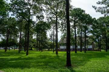 A breathtaking forest environment filled with vibrant green plants and dense foliage creates a serene and tranquil atmosphere. Sunlight filters through the leafy canopy