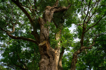 A breathtaking forest environment filled with vibrant green plants and dense foliage creates a serene and tranquil atmosphere. Sunlight filters through the leafy canopy