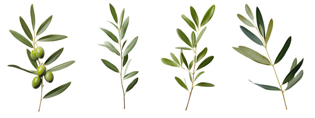 Fototapeta premium Olive plant herbs leaf png cut out element set