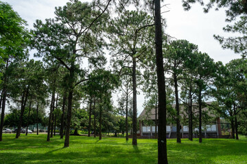 A breathtaking forest environment filled with vibrant green plants and dense foliage creates a serene and tranquil atmosphere. Sunlight filters through the leafy canopy