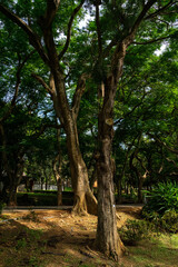 A breathtaking forest environment filled with vibrant green plants and dense foliage creates a serene and tranquil atmosphere. Sunlight filters through the leafy canopy