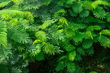 A breathtaking forest environment filled with vibrant green plants and dense foliage creates a serene and tranquil atmosphere. Sunlight filters through the leafy canopy