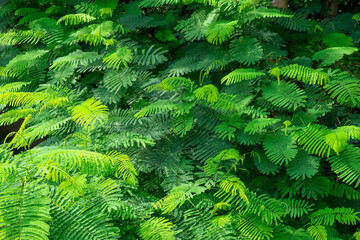 A breathtaking forest environment filled with vibrant green plants and dense foliage creates a serene and tranquil atmosphere. Sunlight filters through the leafy canopy