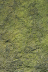 algae carpet on the mudflats,North Sea,Wattenmeer National park,Germany
