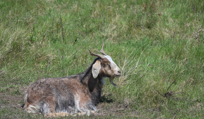 West African dwarf Goat resp.Capra aegagrus hircus in Dunes of Sankt Peter-Ording,North Sea,North Frisia,Eiderstedt Peninsula,Schleswig-Holstein,Germany