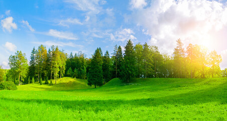 Forest spring landscape - dense forest trees in the valley in sunny weather, panoramic view