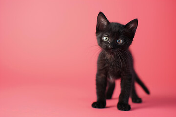 Fototapeta premium cute black kitten on a pastel studio pink background with copy space