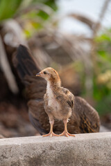 Chick is standing on the floor.Selective focus.