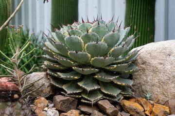 The beautiful agave exudes a mysterious charm under the sunlight