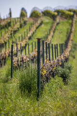 junge Weinreben im Fr&uuml;hjahr in der Pfalz