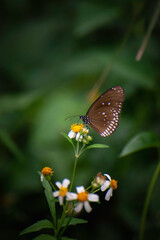 Butterflies and flowers in the backyard at the close of the day.