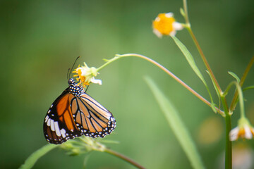 Fototapeta premium Butterflies and flowers in the backyard at the close of the day.