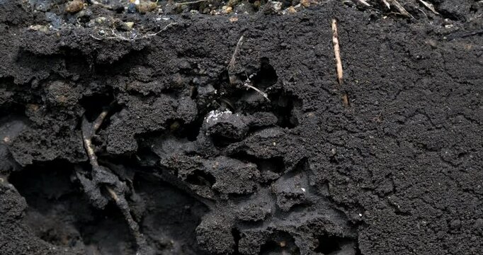 アリの巣の断面図