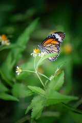 Butterflies and flowers in the backyard at the close of the day.
