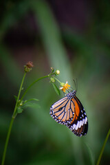 Obraz premium Butterflies and flowers in the backyard at the close of the day.