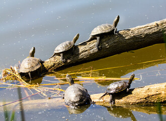 Fototapeta premium Swamp turtle. Emys orbicularis L. Swamp turtle - are predators. They prefer food of animal origin: insects, crustaceans, molluscs, tadpoles, frogs, fish. 